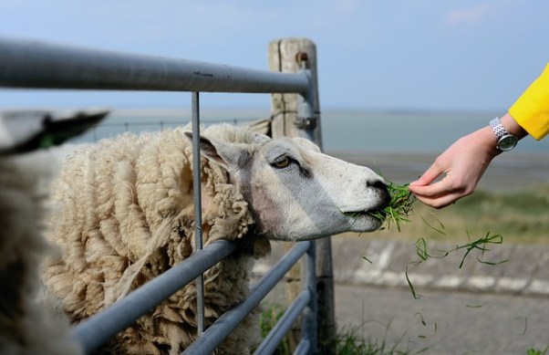 Texel funda